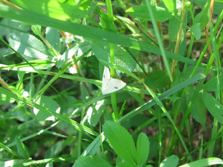 Altra falena da ID - Rivula sericealis